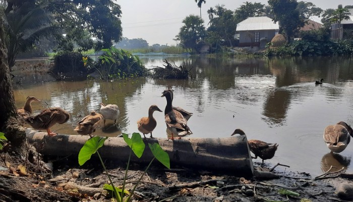 How to cook duck in bangladeshi style